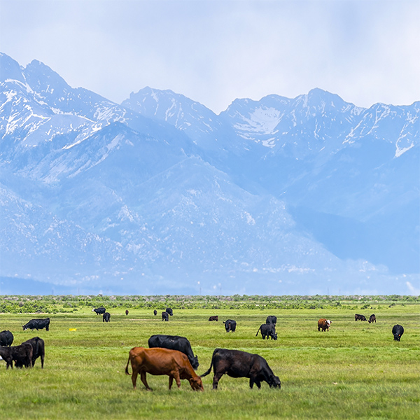 Pasture with cattle grazing with the Colorado Rocky Mountains in the background